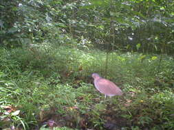 Image of Malay Night-heron