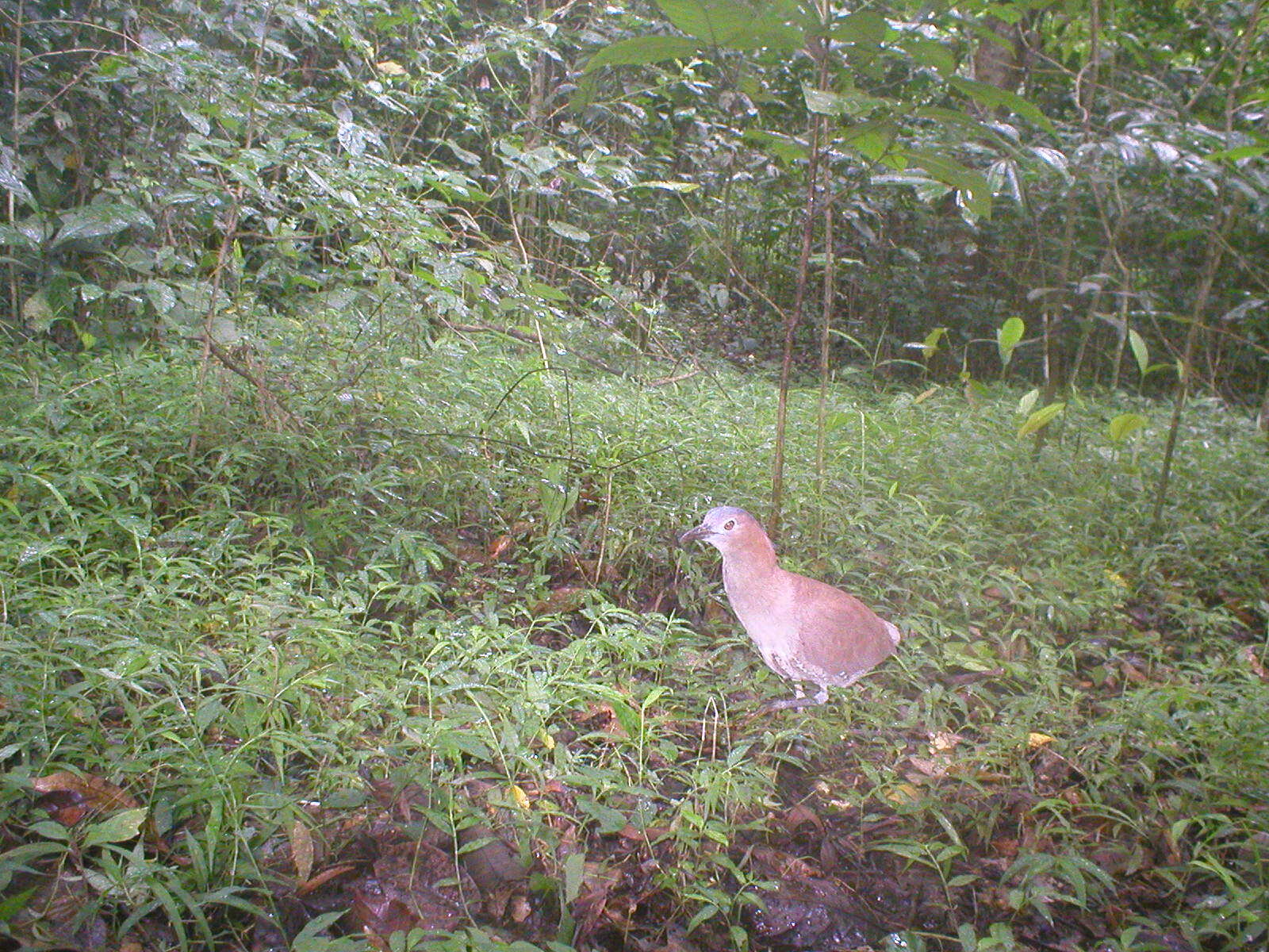 Image of Malay Night-heron