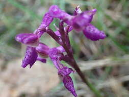 Image of Anacamptis morio subsp. picta (Loisel.) Jacquet & Scappat.