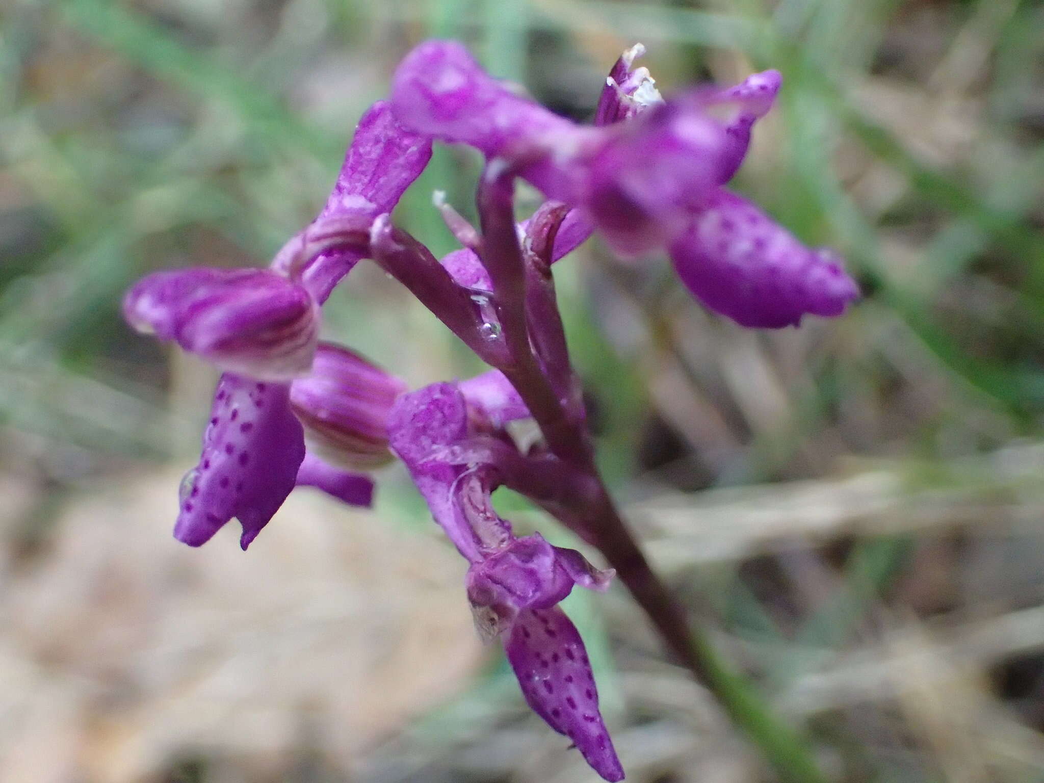 Image of Anacamptis morio subsp. picta (Loisel.) Jacquet & Scappat.