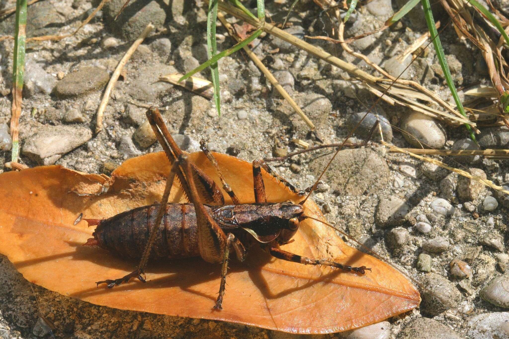 Imagem de Antaxius (Chopardius) spinibrachius (Fischer 1853)