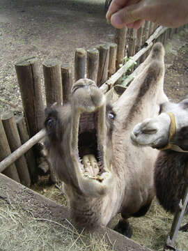 Image of Bactrian camel