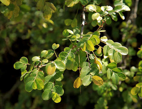 Phyllanthus reticulatus Poir. resmi