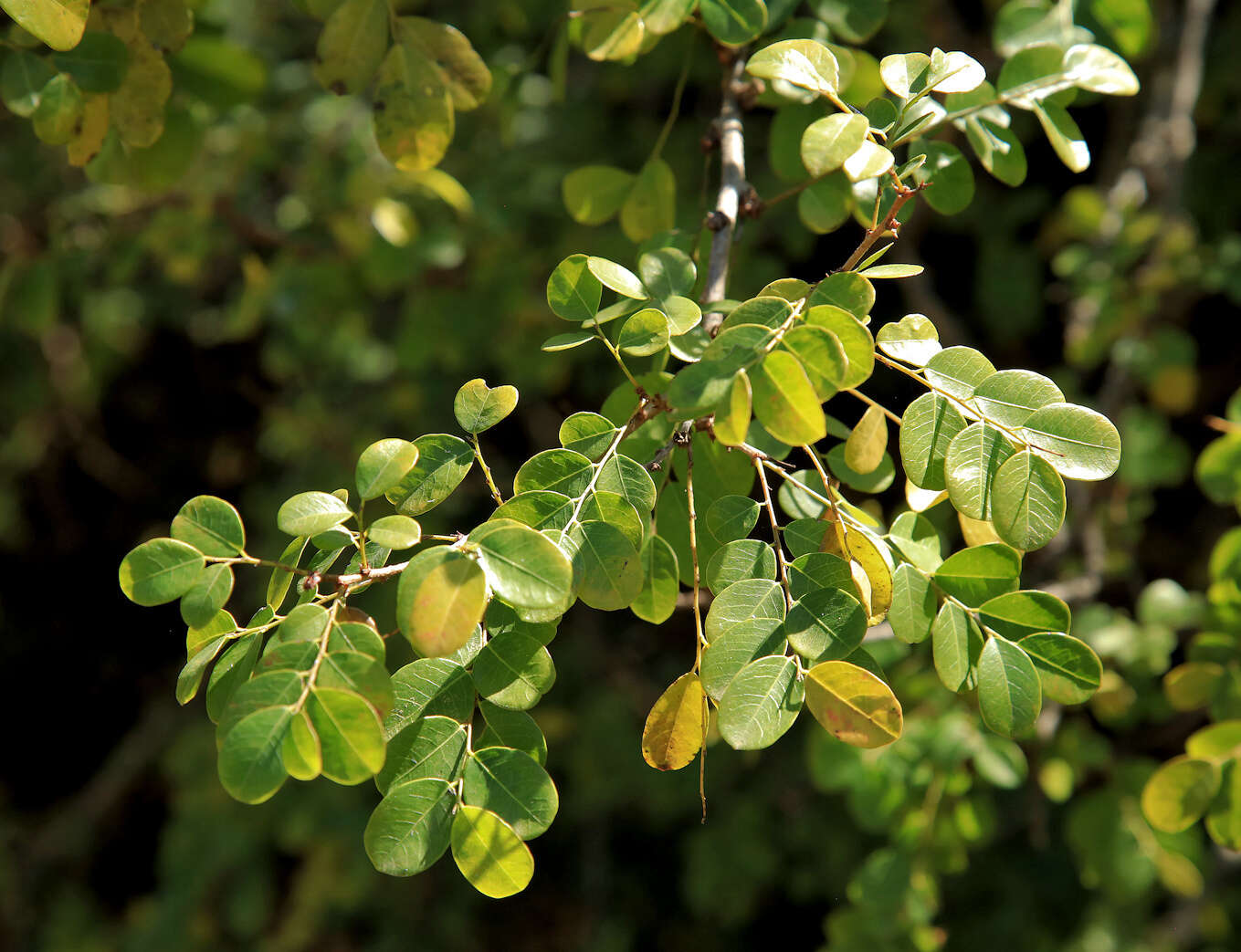 Image de Phyllanthus reticulatus Poir.