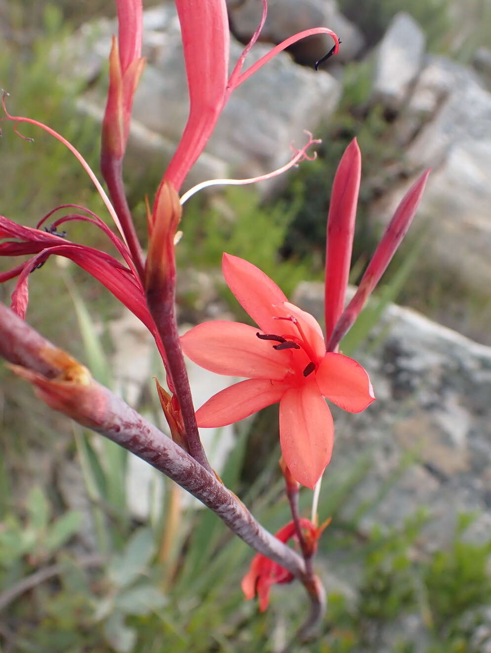 Image of Watsonia wilmaniae J. W. Mathews & L. Bolus