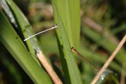 Sivun Agriocnemis argentea Tillyard 1906 kuva