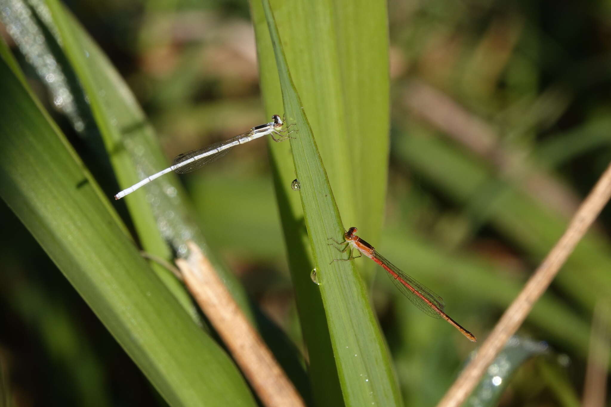 Sivun Agriocnemis argentea Tillyard 1906 kuva