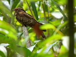 Image of Spot-tailed Nightjar