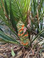 Image of Macrozamia serpentina D. L. Jones & P. I. Forst.