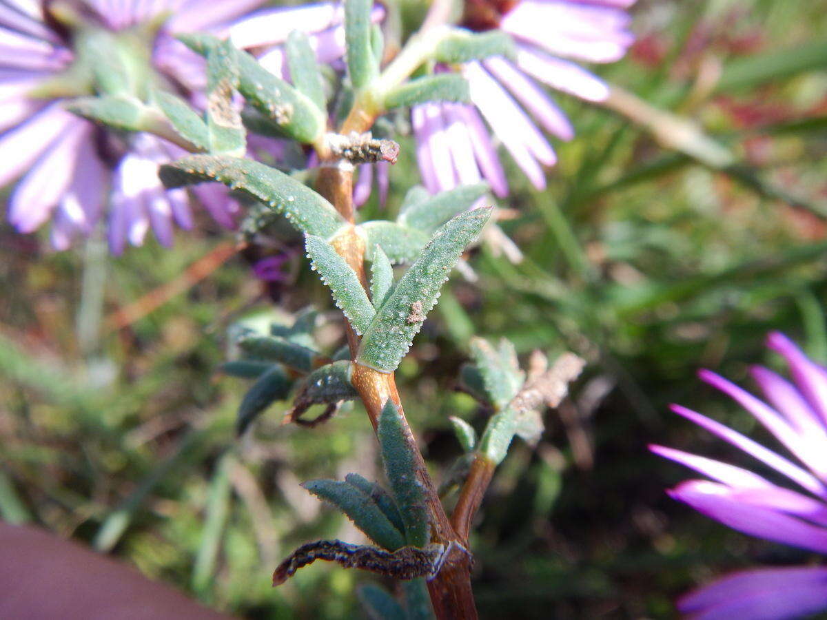 Image of Lampranthus leptaleon (Haw.) N. E. Br.