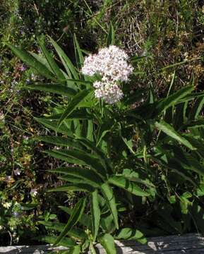 Image of danewort, dwarf elder