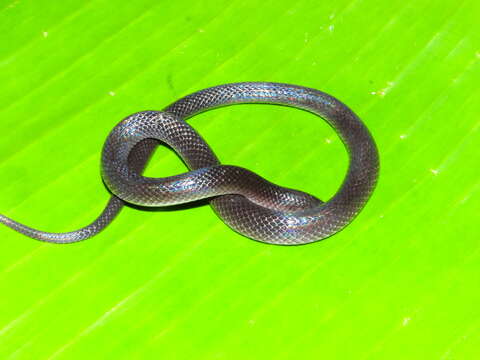 Image of Coffee Earth Snake