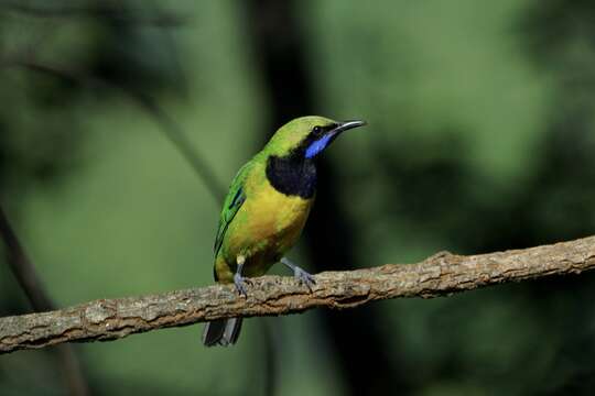 Image of Orange-bellied Leafbird