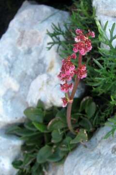 Image of Rumex nivalis Hegetschw.