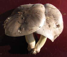 Imagem de Tricholoma portentosum (Fr.) Quél. 1873