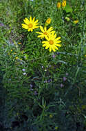 صورة Jacobaea erucifolia subsp. tenuifolia (J. Presl & C. Presl) B. Nord. & Greuter