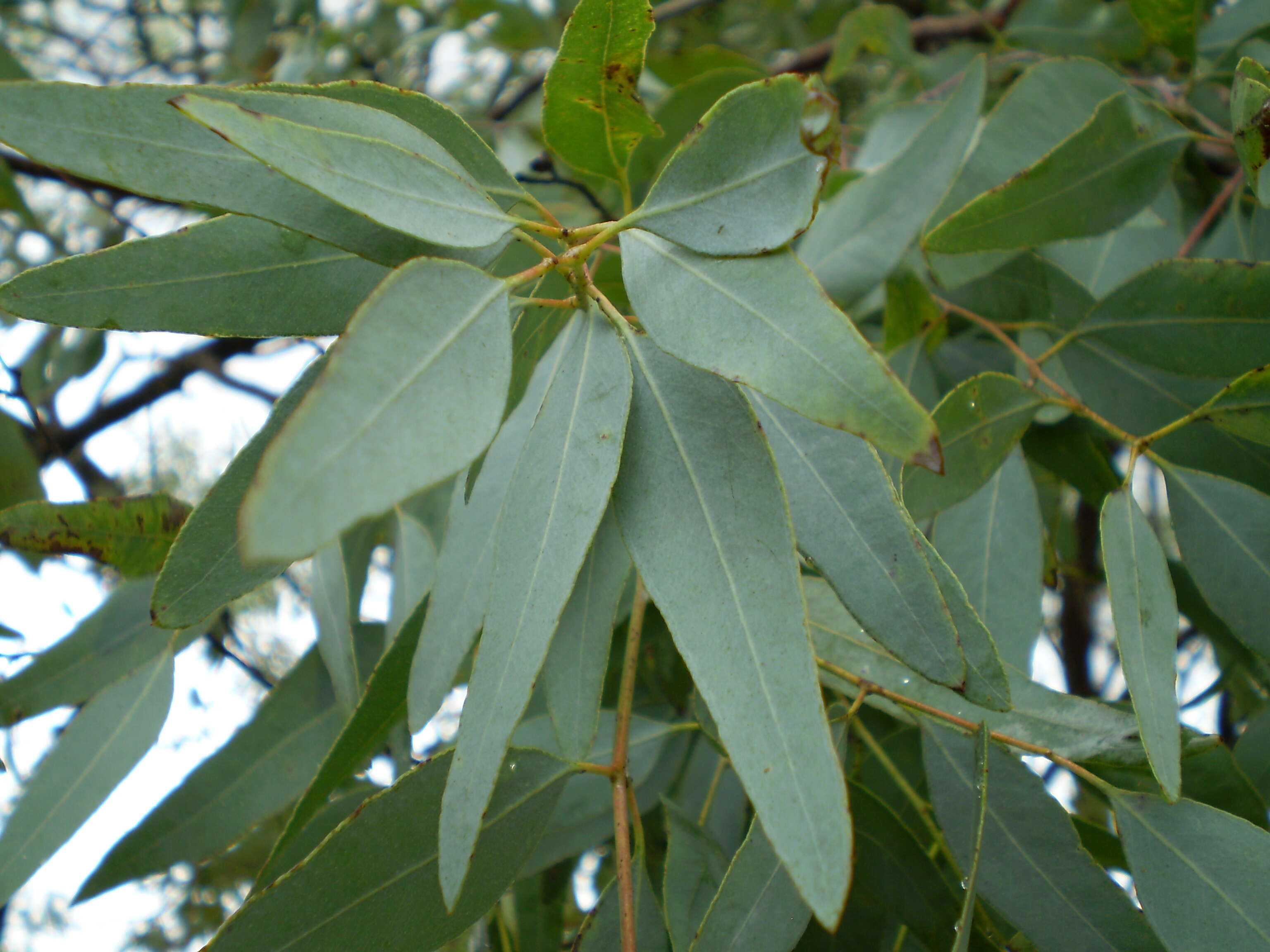 Image de Eucalyptus staigeriana F. Müll. ex Bailey