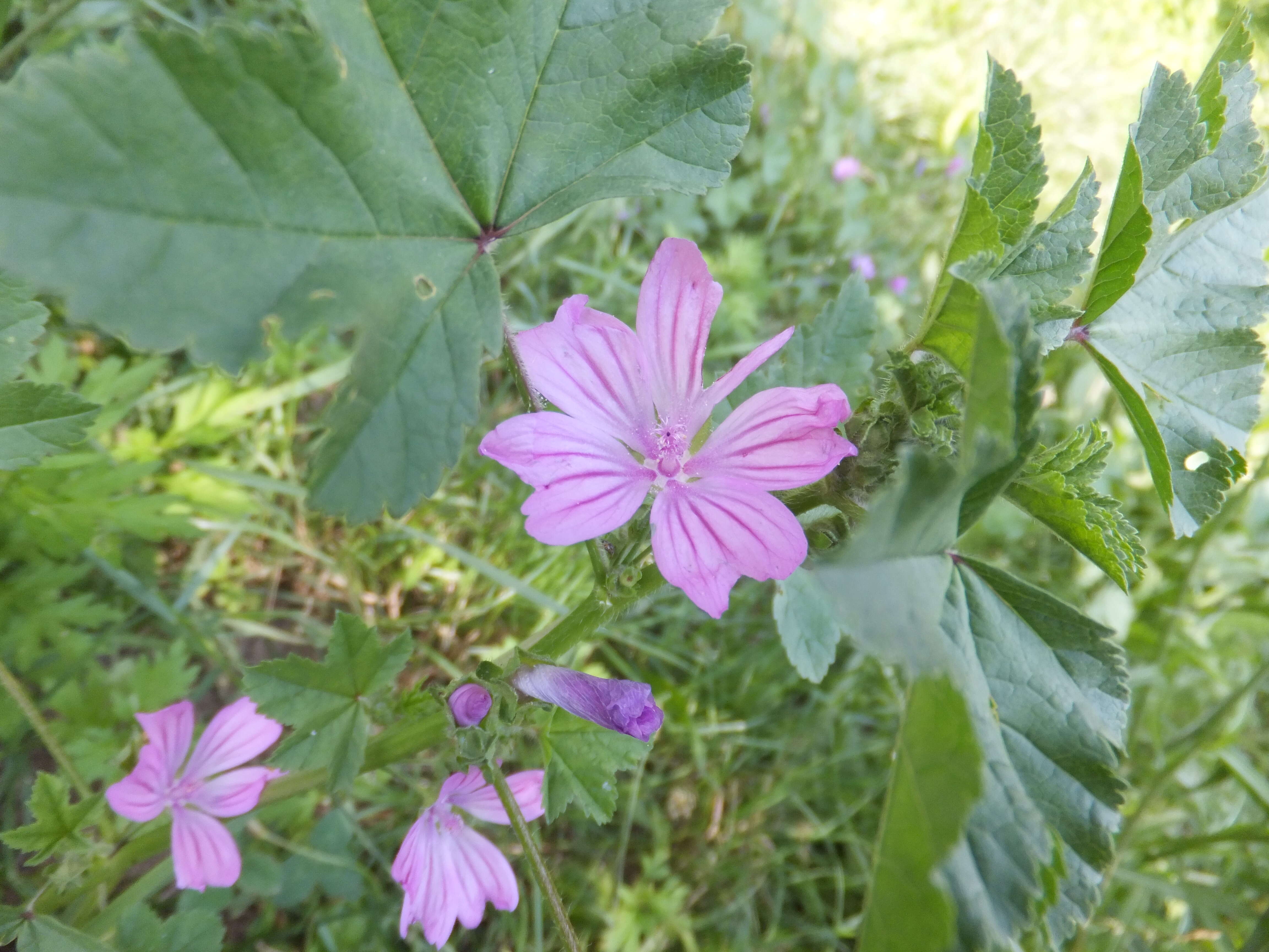 Image of high mallow