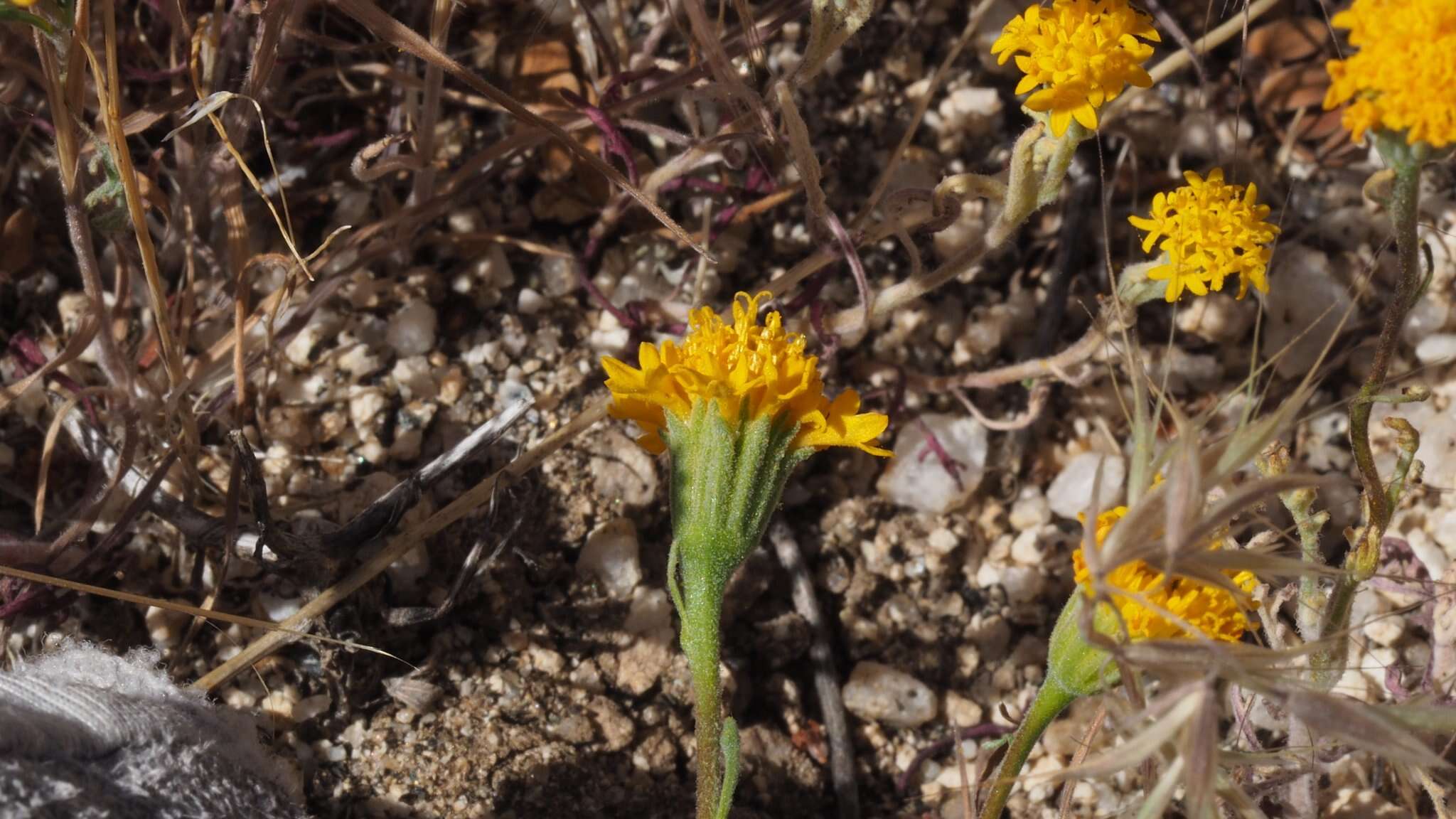 Sivun Chaenactis glabriuscula var. glabriuscula kuva