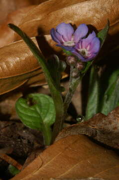 Image of blue-eyed-Mary