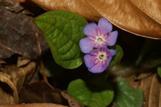 Image of blue-eyed-Mary