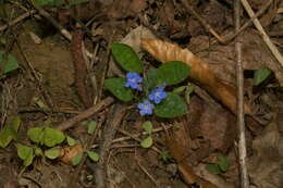 Omphalodes verna Moench的圖片