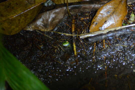 Image of Subaúma Canebrake Tree Frog