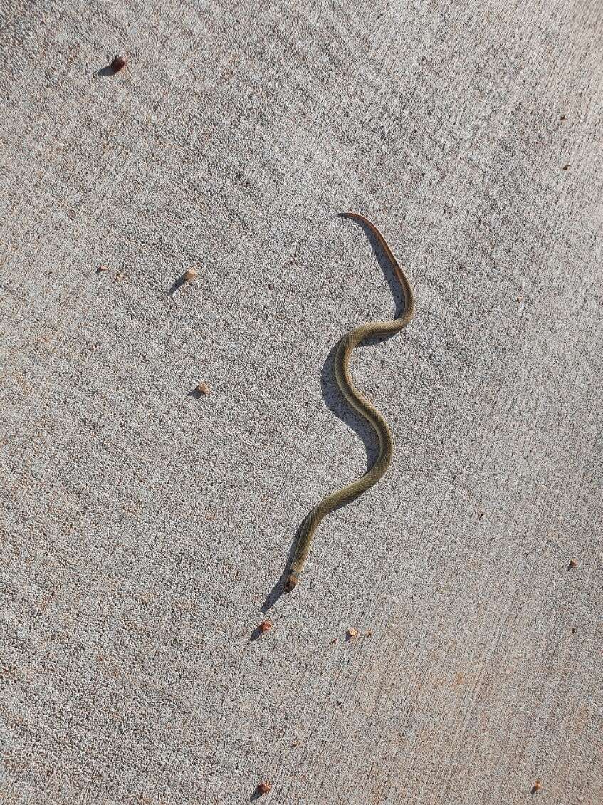 Image of Ringed Brown Snake