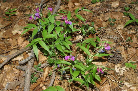 Image of spring pea