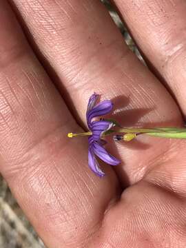 Image of Stiff Blue-Eyed-Grass