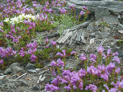 صورة Penstemon cardwellii Howell