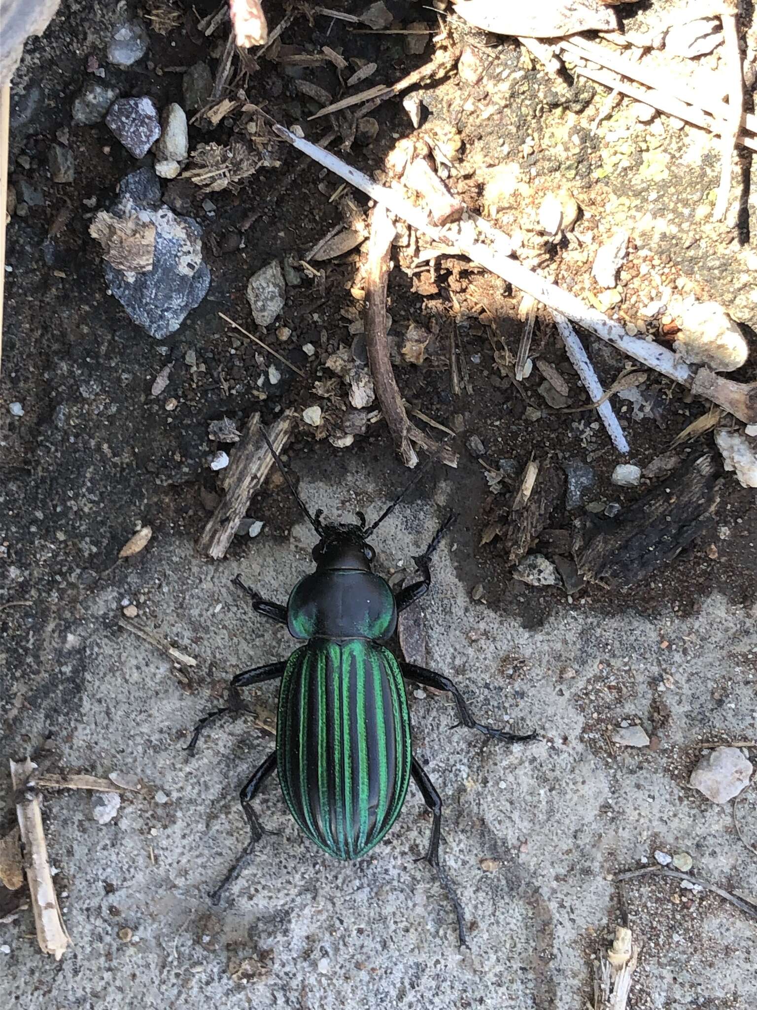 Imagem de Calosoma (Blaptosoma) viridisulcatum Chaudoir 1863