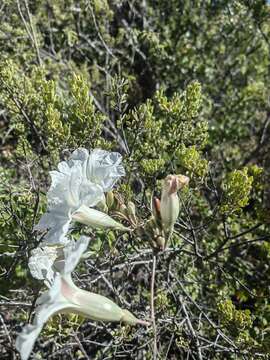 Image of Ipomoea pruinosa G. D. Mc Pherson