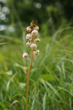 Image of Pyrola media Sw.