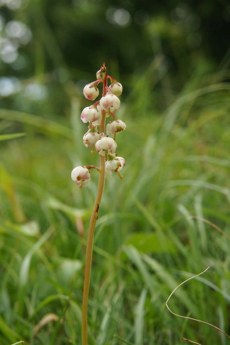 Image of Pyrola media Sw.