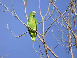 Image of Yellow-crowned Parrot, Yellow-crowned Amazon