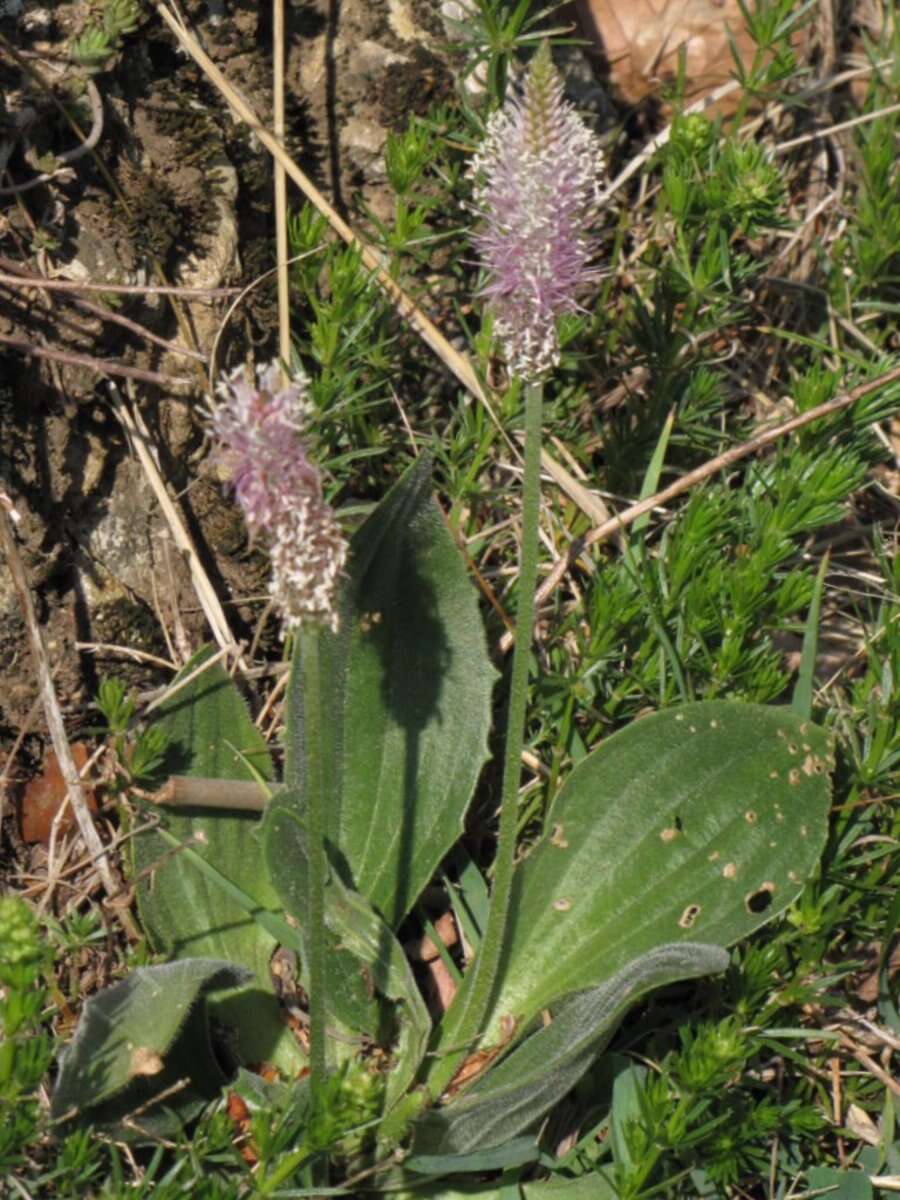 Image of Hoary Plantain