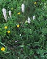 Image of Hoary Plantain