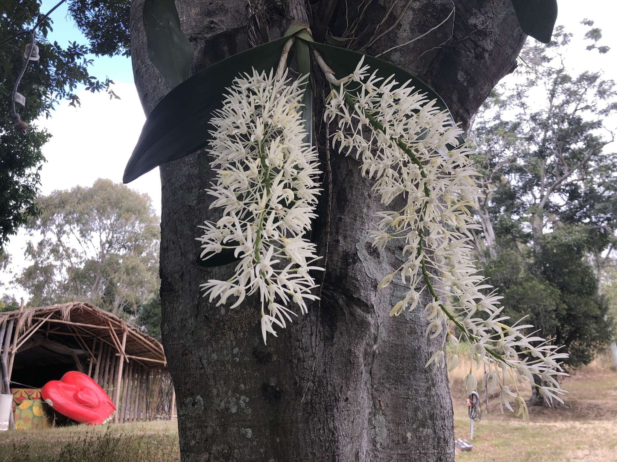 Image of Dendrobium speciosum var. hillii Mast.