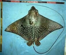 Image of Ocellated Eagle Ray