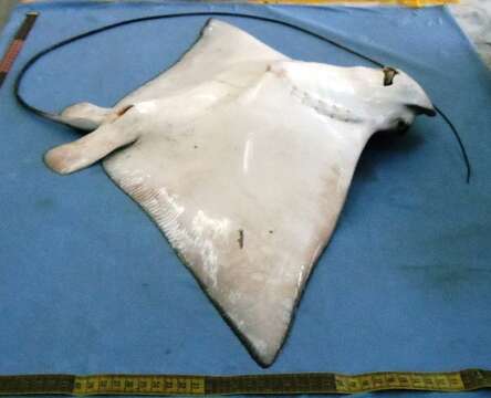 Image of Ocellated Eagle Ray