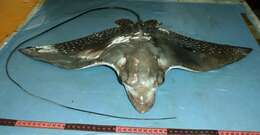 Image of Ocellated Eagle Ray