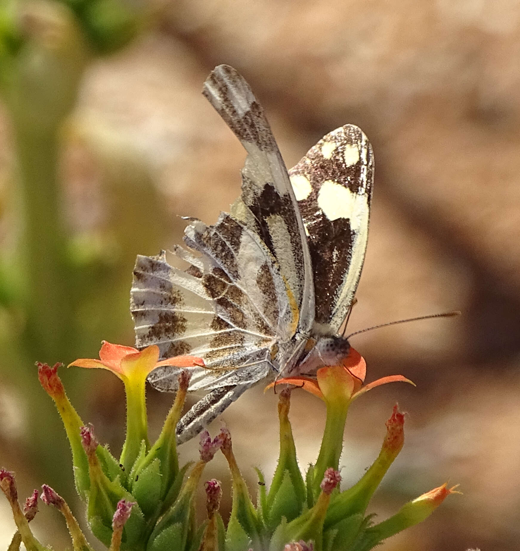 Image of Pinacopteryx eriphia (Godart (1819))