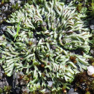 Image of Riccia multifida (Steph.) Steph.