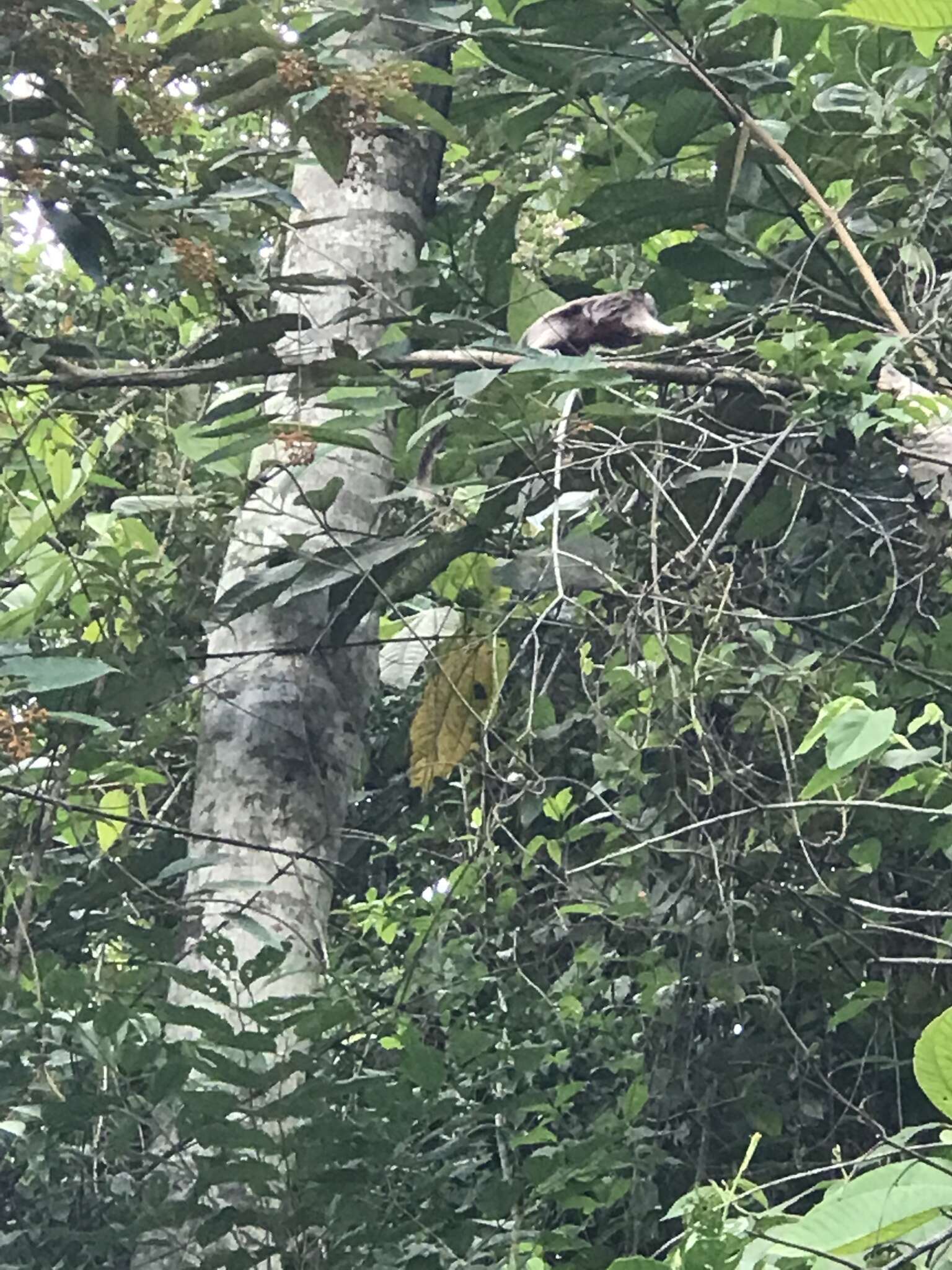 Image of Silvery-brown Bare-face Tamarin