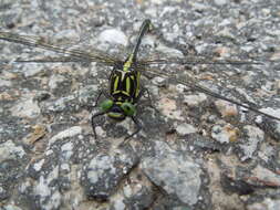 صورة Anisogomphus Selys 1858