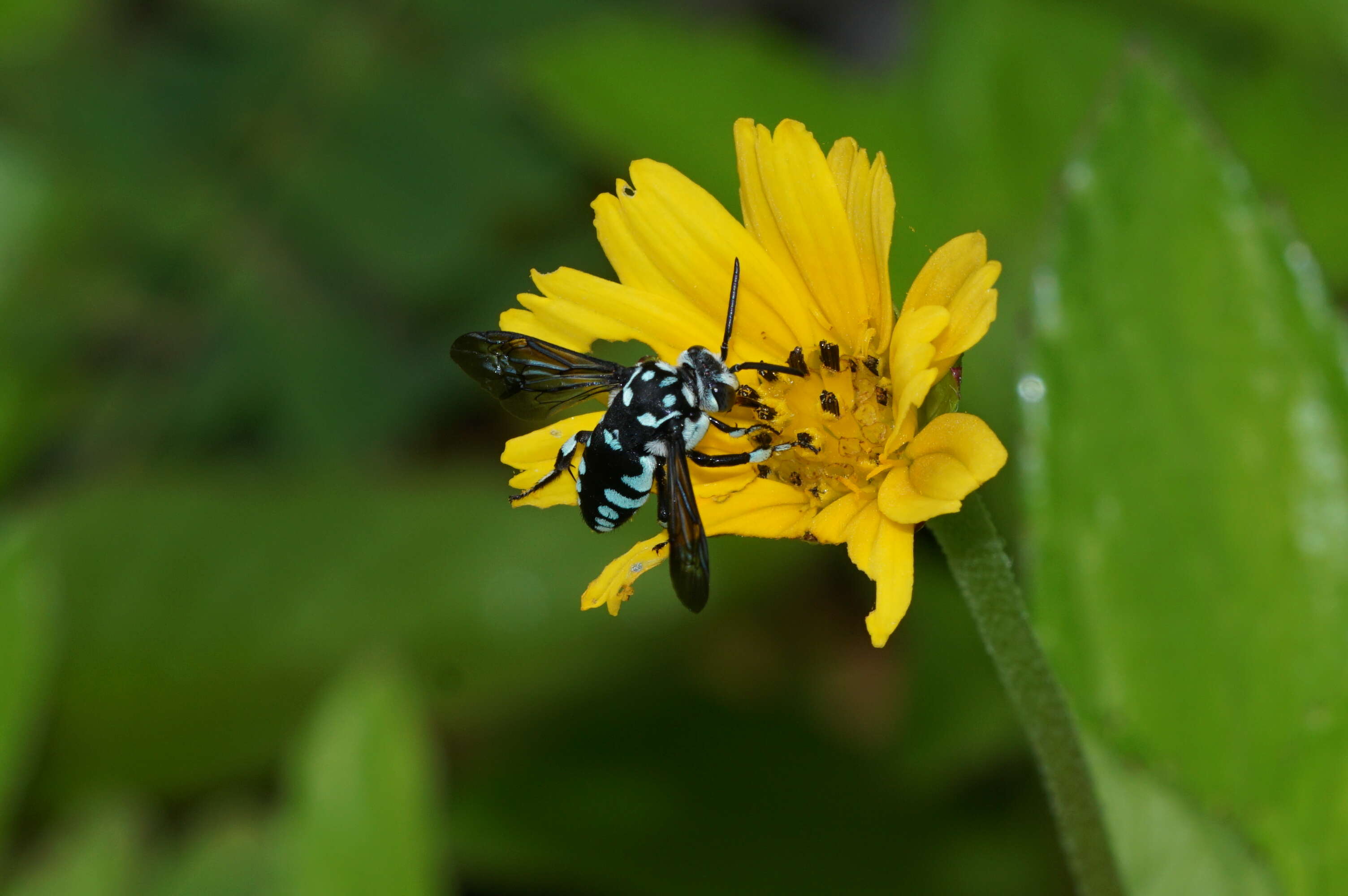 Image of Thyreus nitidulus (Fabricius 1804)