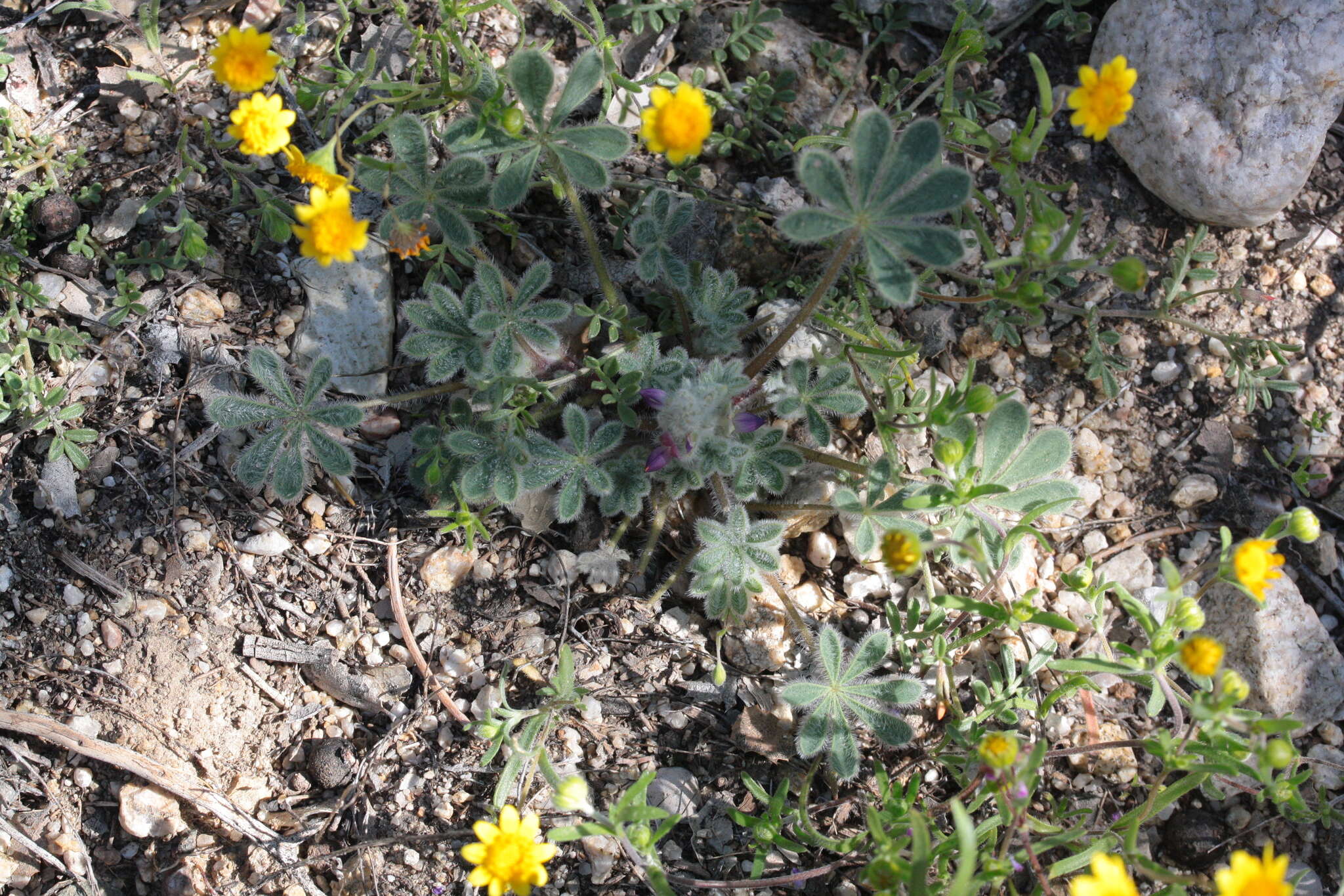 Image of bajada lupine