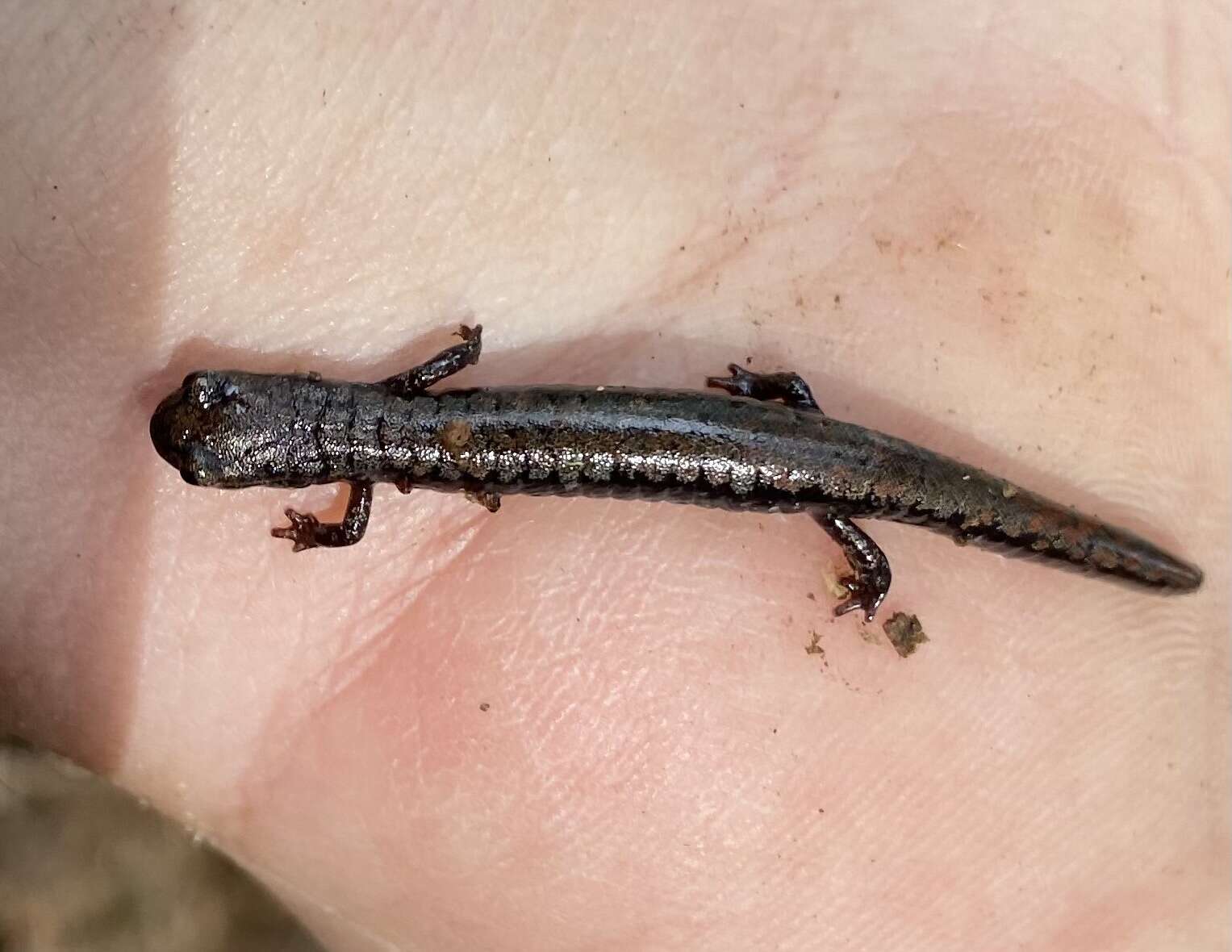Image of Oregon Slender Salamander