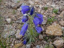 Image of Alpine Bellflower